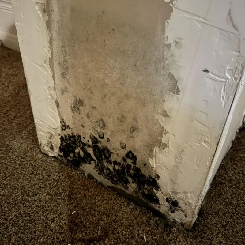Professional Mold Removal in Sandusky, MI